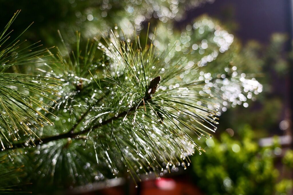 nature, leaf, rainwater-4157484.jpg